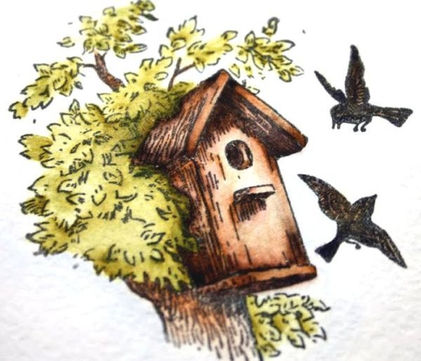 Скворец в скворечнике