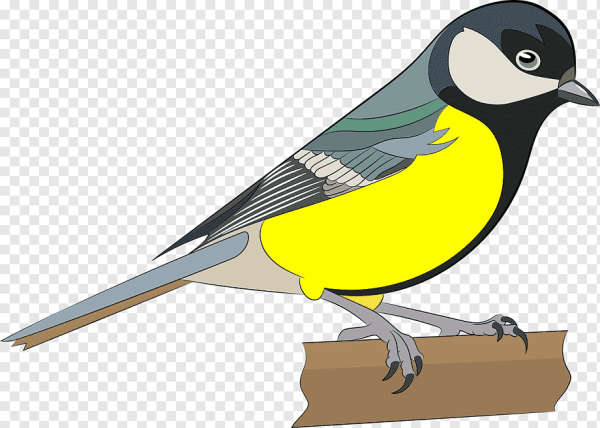 Синица на белом фоне