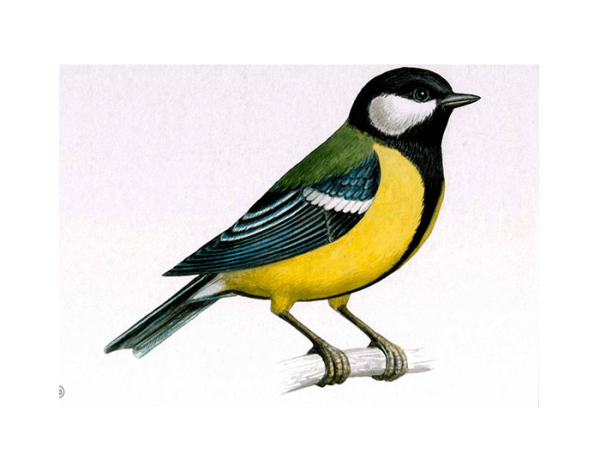 Синичка для детей