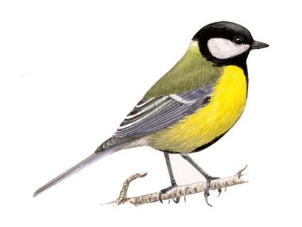 Синица лазоревка акварелью