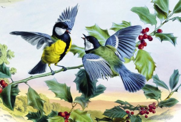 Синица на белом фоне