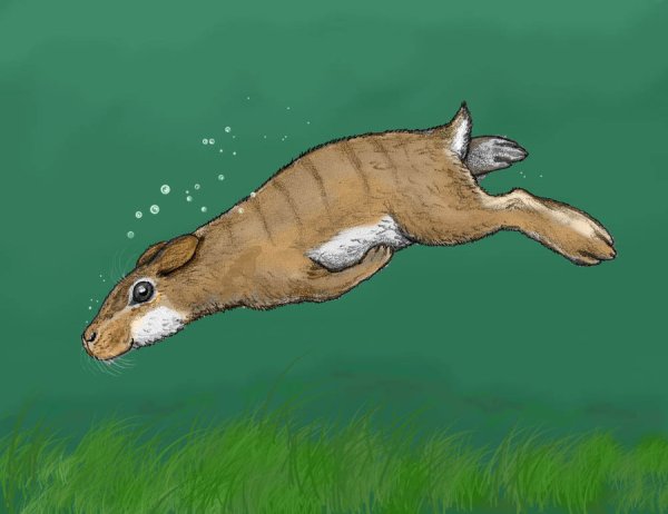 Заяц плавает