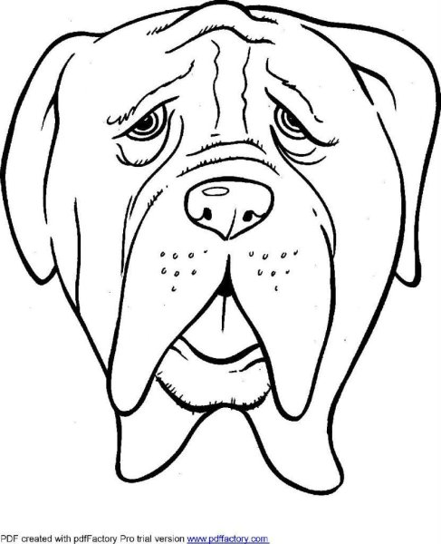 Морда собаки