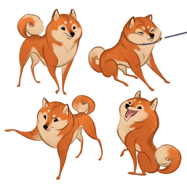 Сиба ину референс анатомия