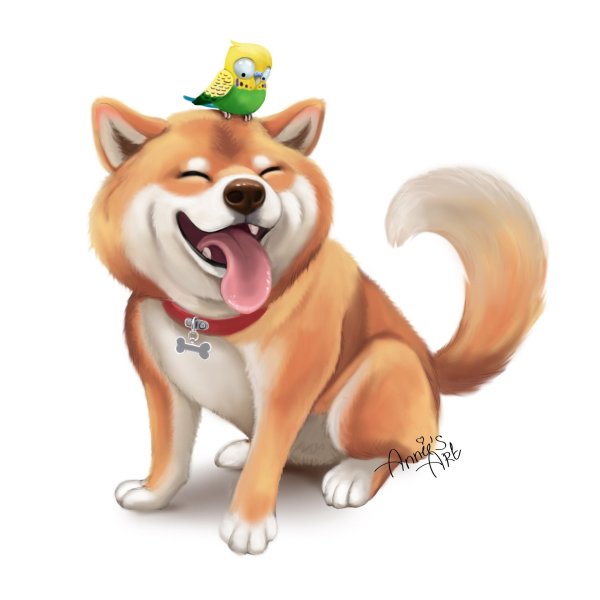 Сиба ину Нита Браво