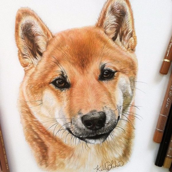 Акита ину карандашом