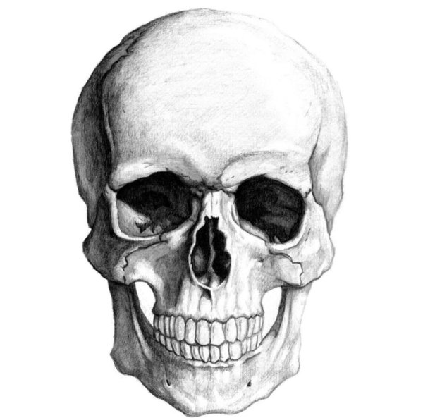Череп карандашом