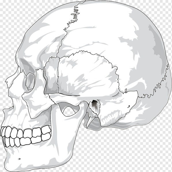 Череп анатомический сбоку