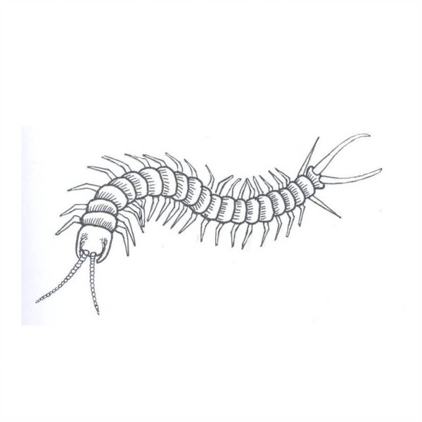 Многоножка мухоловка