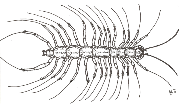 Сколопендра эскиз