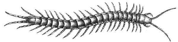 Сороконожка раскраска для малышей