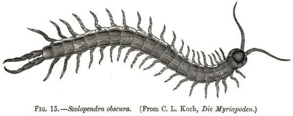 Монстр многоножка сколопендра