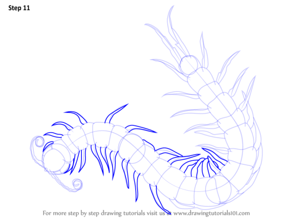 Сороконожка на прозрачном фоне