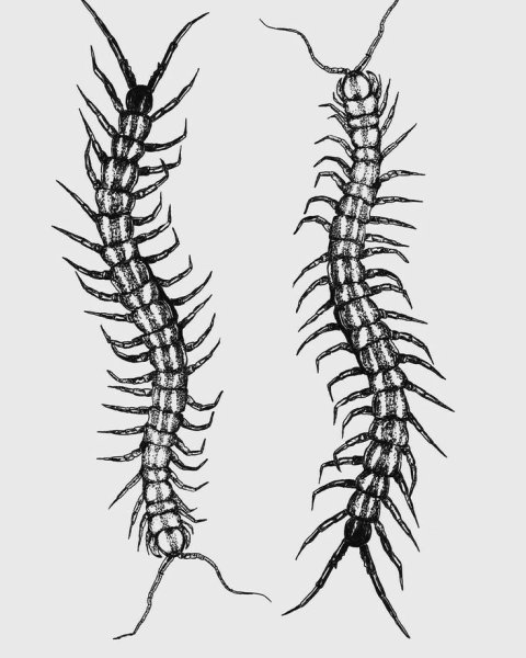 Наклейка сороконожка