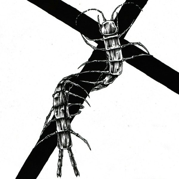 Симфилы многоножка строение