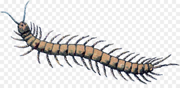 Сороконожка рисовать