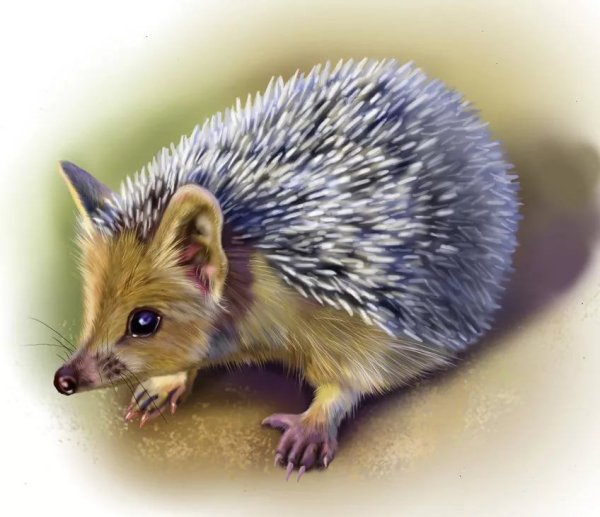 Картина ушастого ежа