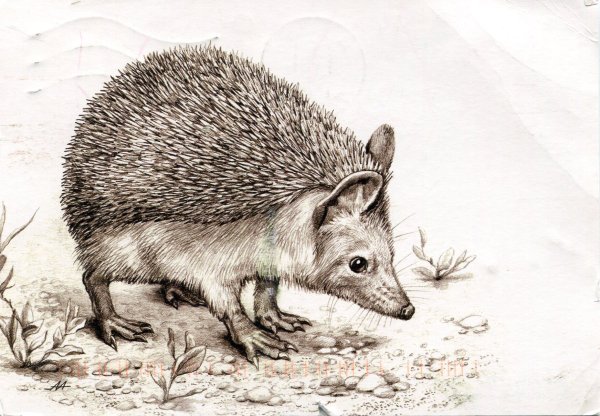 Нарисовать ушастого ежа