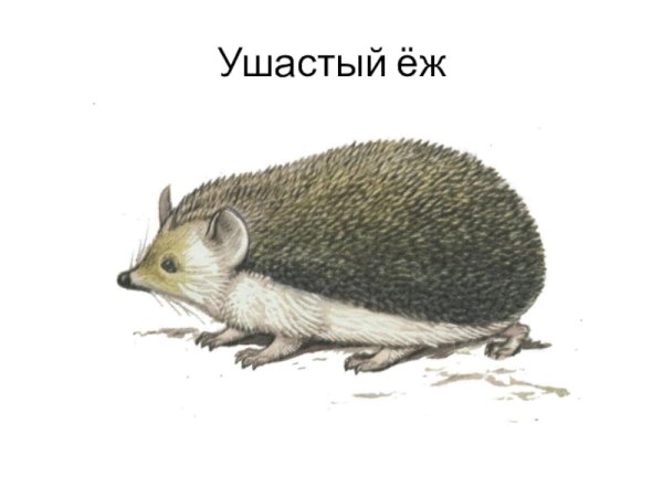 Ушастый ёж рисунок