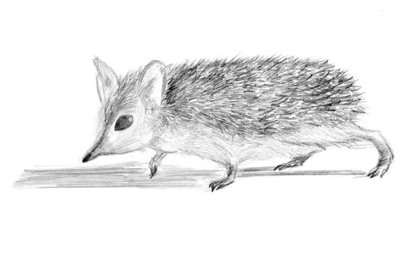 Нарисовать ушастого ежа