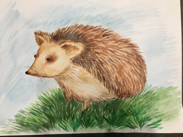 Ушастый ёж рисунок