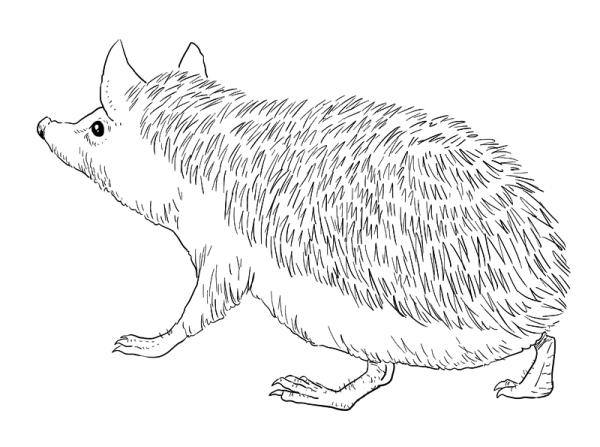 Раскраска Ежик для детей 5-6 лет