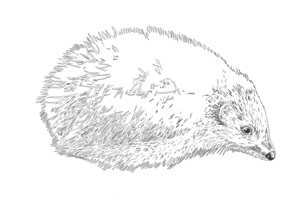 Ушастый ёж рисунок