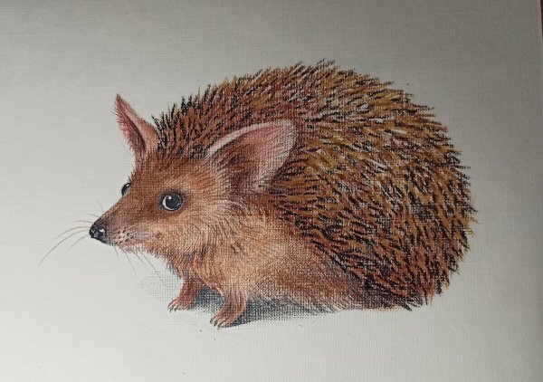 Ёжик раскраска для детей