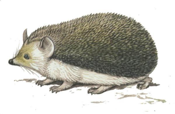 Еж зарисовки