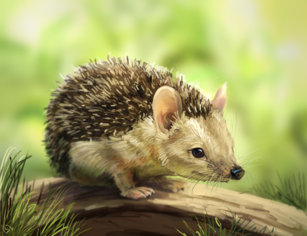 Ушастый ёж раскраска