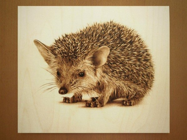 Ушастый Ежик раскраска