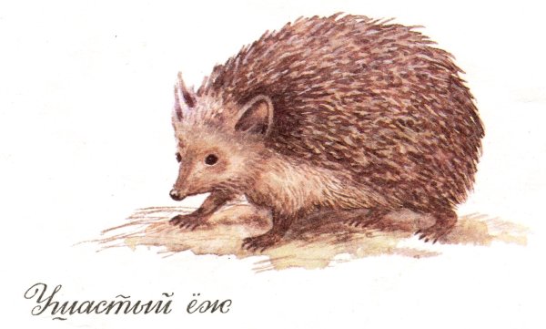 Раскраска Ёжик