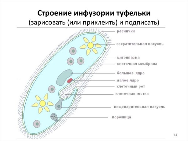 Клеточные структуры инфузории туфельки
