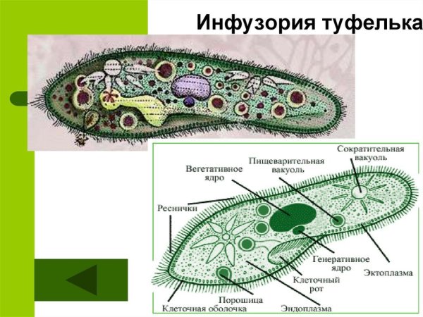 Биология 7 класс инфузория туфелька строение