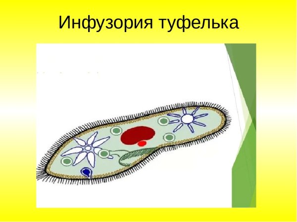 Инфузория туфелька 5 класс биология