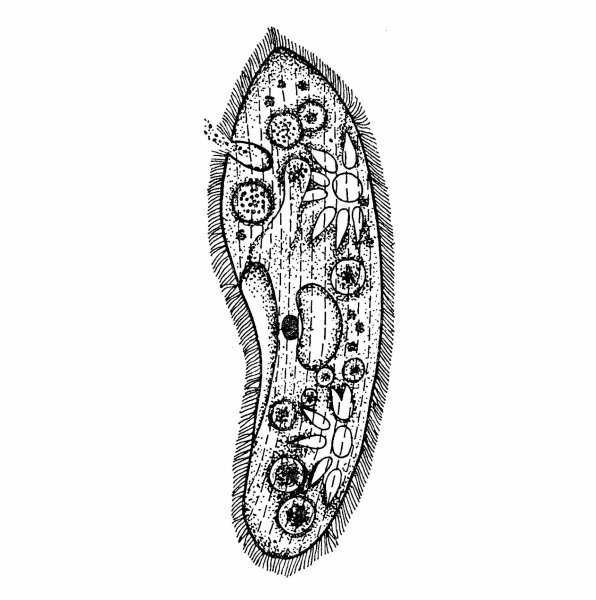 Инфузория-туфелька инфузории