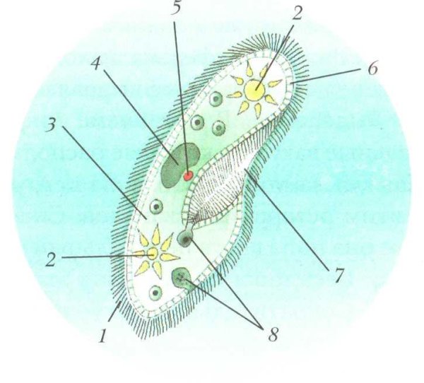 Строение инфузории туфельки 7