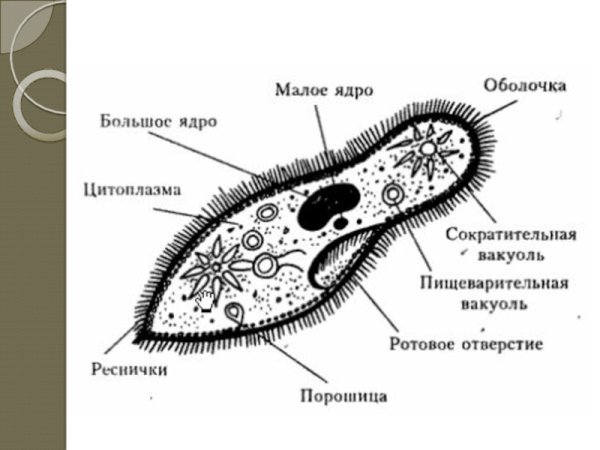Инфузория туфелька 7 класс биология