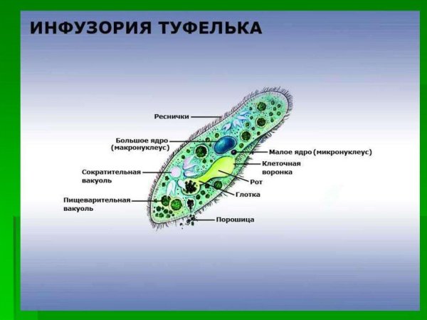 Сократительная вакуоль инфузории