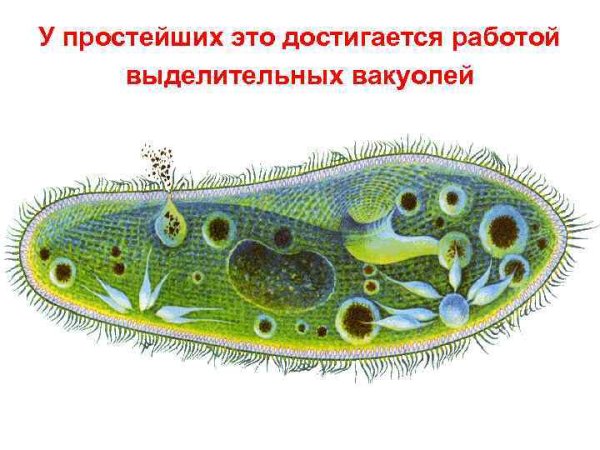 Простейшие животные инфузория туфелька