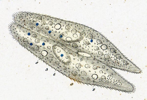Инфузории Paramecium