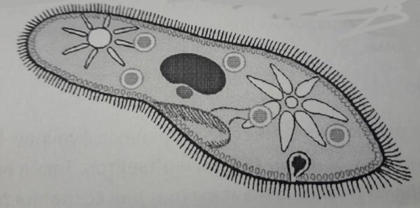 Строение реснички инфузории туфельки