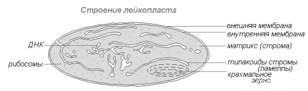 Лейкопласты в клетке рисунок