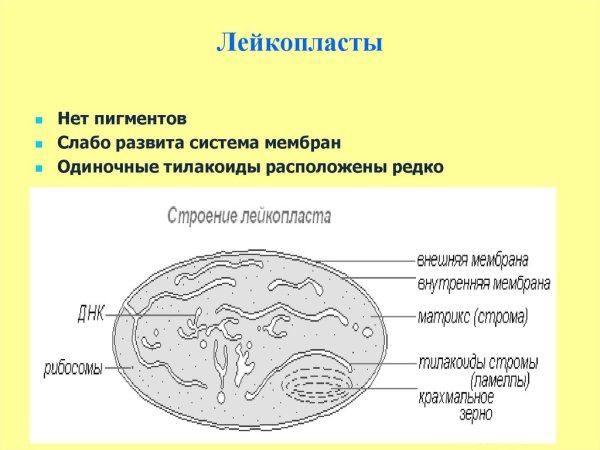 Строение органоида лейкопласты