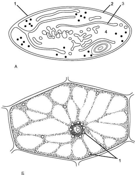 Строение лейкопластов в клетке