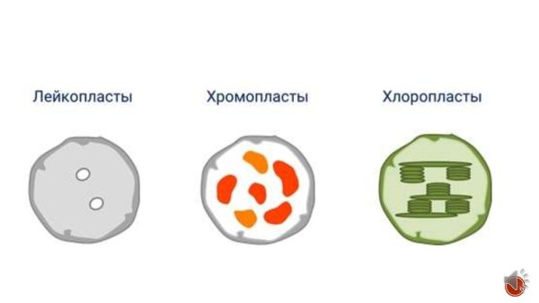 Хлоропласты и хромопласты