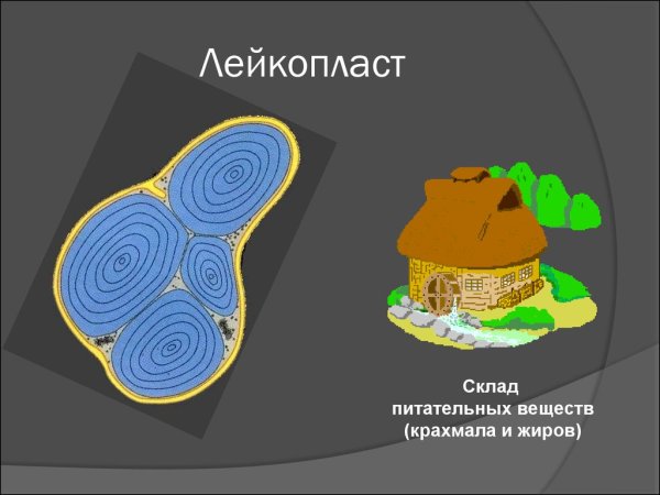 Схема строения хлоропласта растительной клетки