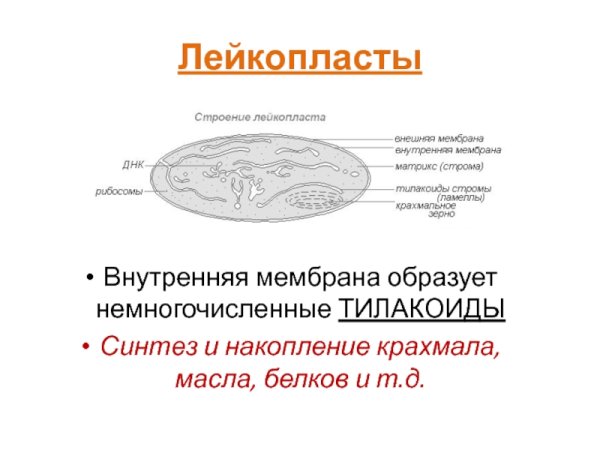 Строение органоида лейкопласты