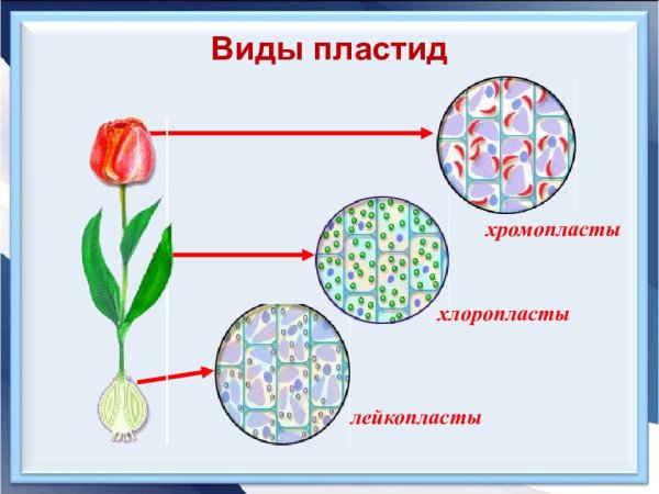 Лейкопласты схематический рисунок