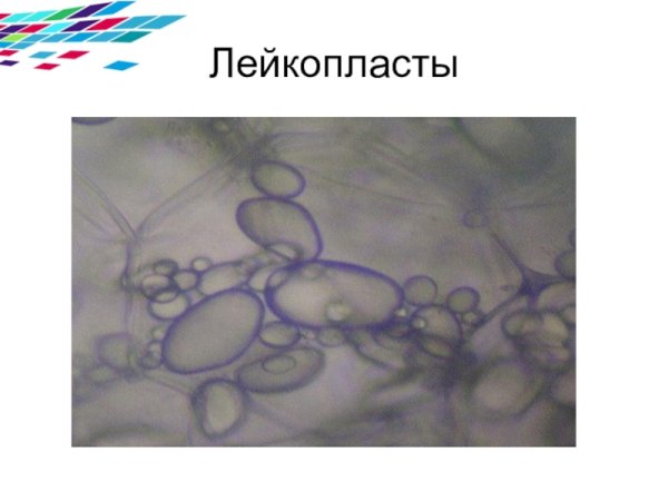 Пластиды лейкопласты